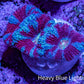 Ultra Aqua / Teal / Red Acan Coral Frag Ultra Aqua / Teal / Red Acan Coral Frag LPS Coral Ultra Aqua / Teal / Red Acan Coral Frag Zeo Box Reef