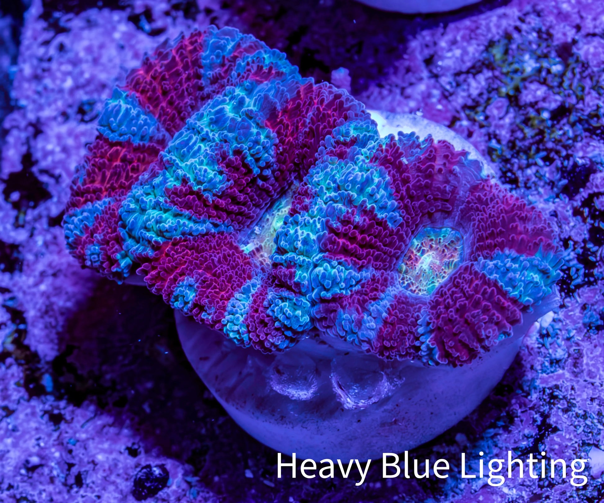 Ultra Aqua / Teal / Red Acan Coral Frag Ultra Aqua / Teal / Red Acan Coral Frag LPS Coral Ultra Aqua / Teal / Red Acan Coral Frag Zeo Box Reef
