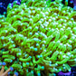 Ultra - Banana 🍌 Torch Coral 9cm WYSIWYG 3 Heads Ultra - Banana 🍌 Torch Coral 9cm WYSIWYG 3 Heads LPS Ultra - Banana 🍌 Torch Coral 9cm WYSIWYG 3 Heads Zeo Box Reef