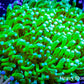Ultra - Banana 🍌 Torch Coral 9cm WYSIWYG Ultra - Banana 🍌 Torch Coral 9cm WYSIWYG LPS Ultra - Banana 🍌 Torch Coral 9cm WYSIWYG Zeo Box Reef