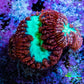 Ultra Blastomussa Wellsi Coral Frag WYSIWYG A1R4B2 Ultra Blastomussa Wellsi Coral Frag WYSIWYG A1R4B2 LPS Ultra Blastomussa Wellsi Coral Frag WYSIWYG A1R4B2 Zeo Box Reef