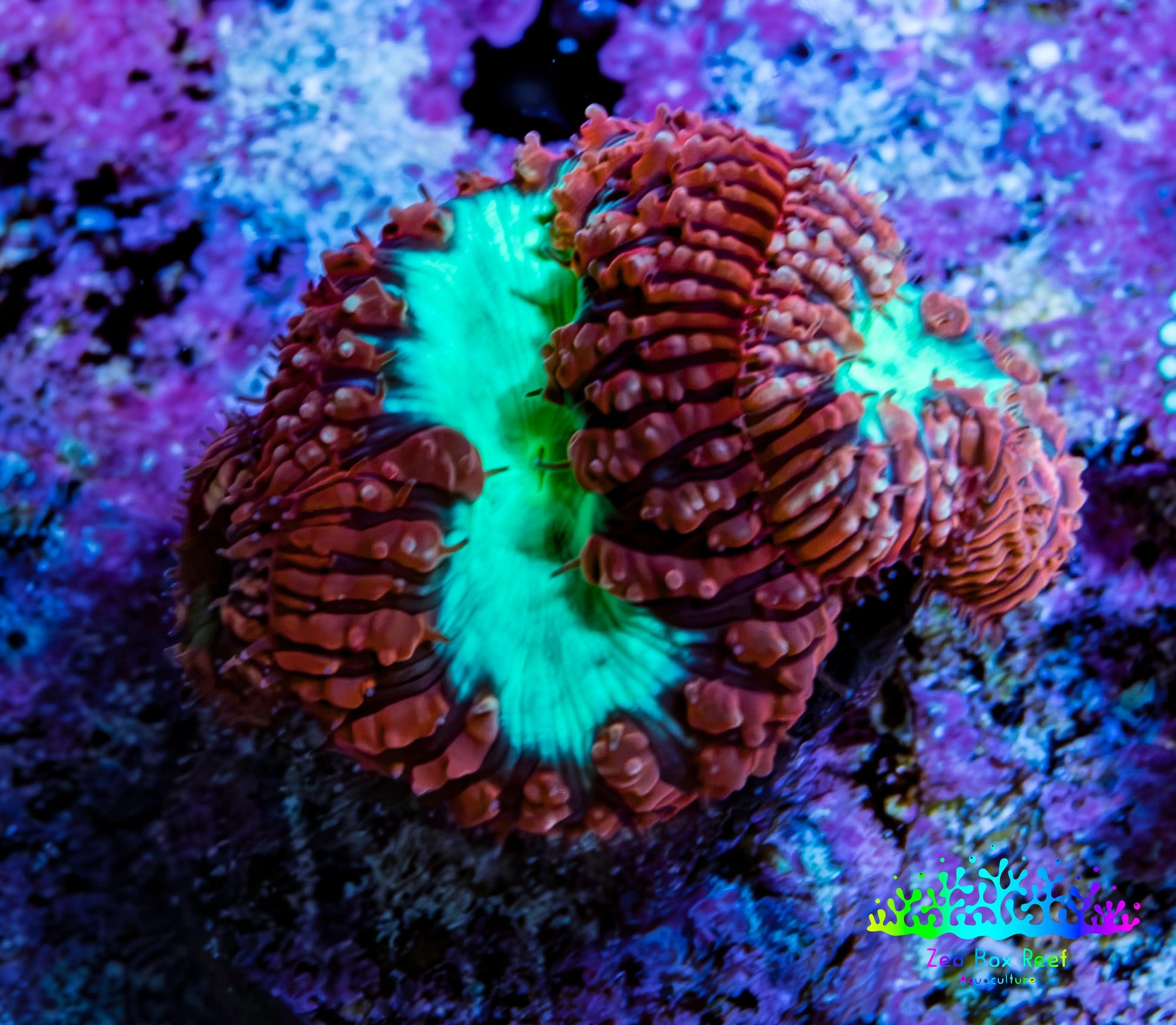 Ultra Blastomussa Wellsi Coral Frag WYSIWYG A1R4B2 Ultra Blastomussa Wellsi Coral Frag WYSIWYG A1R4B2 LPS Ultra Blastomussa Wellsi Coral Frag WYSIWYG A1R4B2 Zeo Box Reef