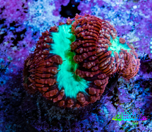 Ultra Blastomussa Wellsi Coral Frag WYSIWYG A1R4B2 Ultra Blastomussa Wellsi Coral Frag WYSIWYG A1R4B2 LPS Ultra Blastomussa Wellsi Coral Frag WYSIWYG A1R4B2 Zeo Box Reef