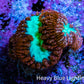 Ultra Blastomussa Wellsi Coral Frag WYSIWYG A1R4B2 Ultra Blastomussa Wellsi Coral Frag WYSIWYG A1R4B2 LPS Ultra Blastomussa Wellsi Coral Frag WYSIWYG A1R4B2 Zeo Box Reef