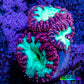 Ultra Blastomussa Wellsi Coral Frag WYSIWYG A1R4B2 Ultra Blastomussa Wellsi Coral Frag WYSIWYG A1R4B2 LPS Ultra Blastomussa Wellsi Coral Frag WYSIWYG A1R4B2 Zeo Box Reef