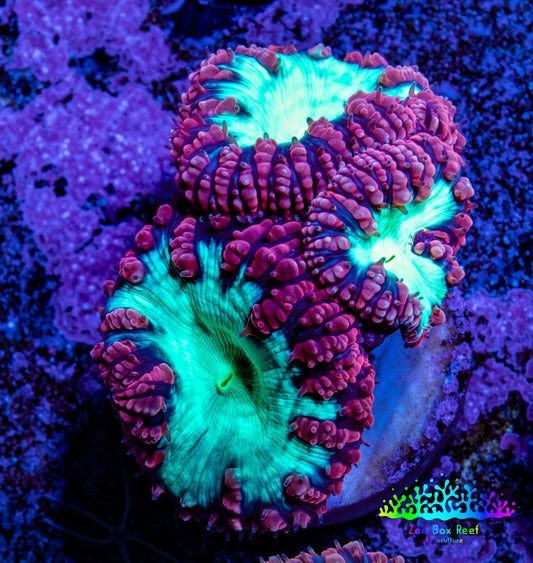 Ultra Blastomussa Wellsi Coral Frag WYSIWYG A1R4B2 Ultra Blastomussa Wellsi Coral Frag WYSIWYG A1R4B2 LPS Ultra Blastomussa Wellsi Coral Frag WYSIWYG A1R4B2 Zeo Box Reef
