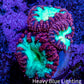 Ultra Blastomussa Wellsi Coral Frag WYSIWYG A1R4B2 Ultra Blastomussa Wellsi Coral Frag WYSIWYG A1R4B2 LPS Ultra Blastomussa Wellsi Coral Frag WYSIWYG A1R4B2 Zeo Box Reef