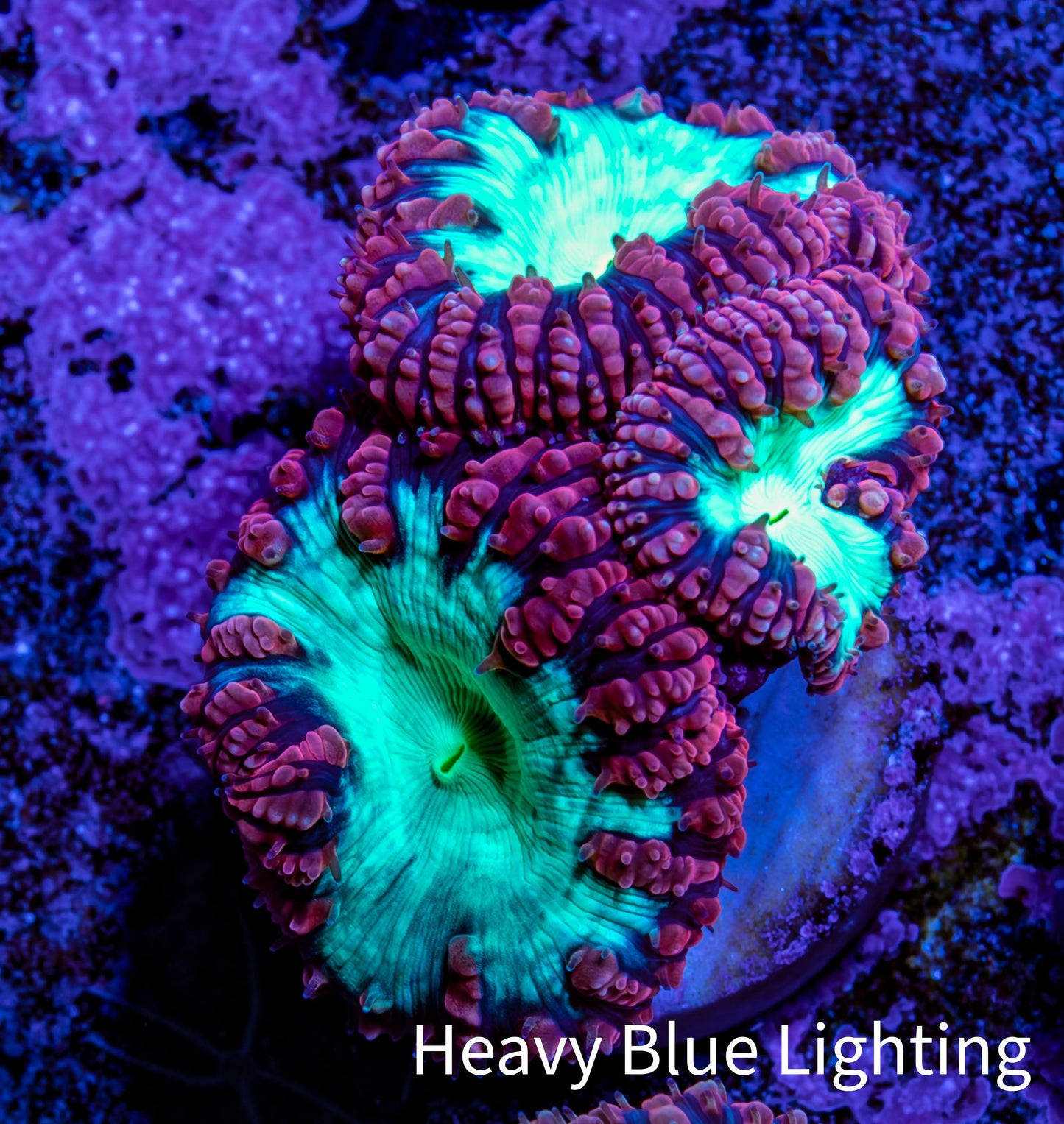 Ultra Blastomussa Wellsi Coral Frag WYSIWYG A1R4B2 Ultra Blastomussa Wellsi Coral Frag WYSIWYG A1R4B2 LPS Ultra Blastomussa Wellsi Coral Frag WYSIWYG A1R4B2 Zeo Box Reef