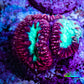 Ultra Blastomussa Wellsi Coral Frag WYSIWYG A2R4B2 Ultra Blastomussa Wellsi Coral Frag WYSIWYG A2R4B2 LPS Ultra Blastomussa Wellsi Coral Frag WYSIWYG A2R4B2 Zeo Box Reef