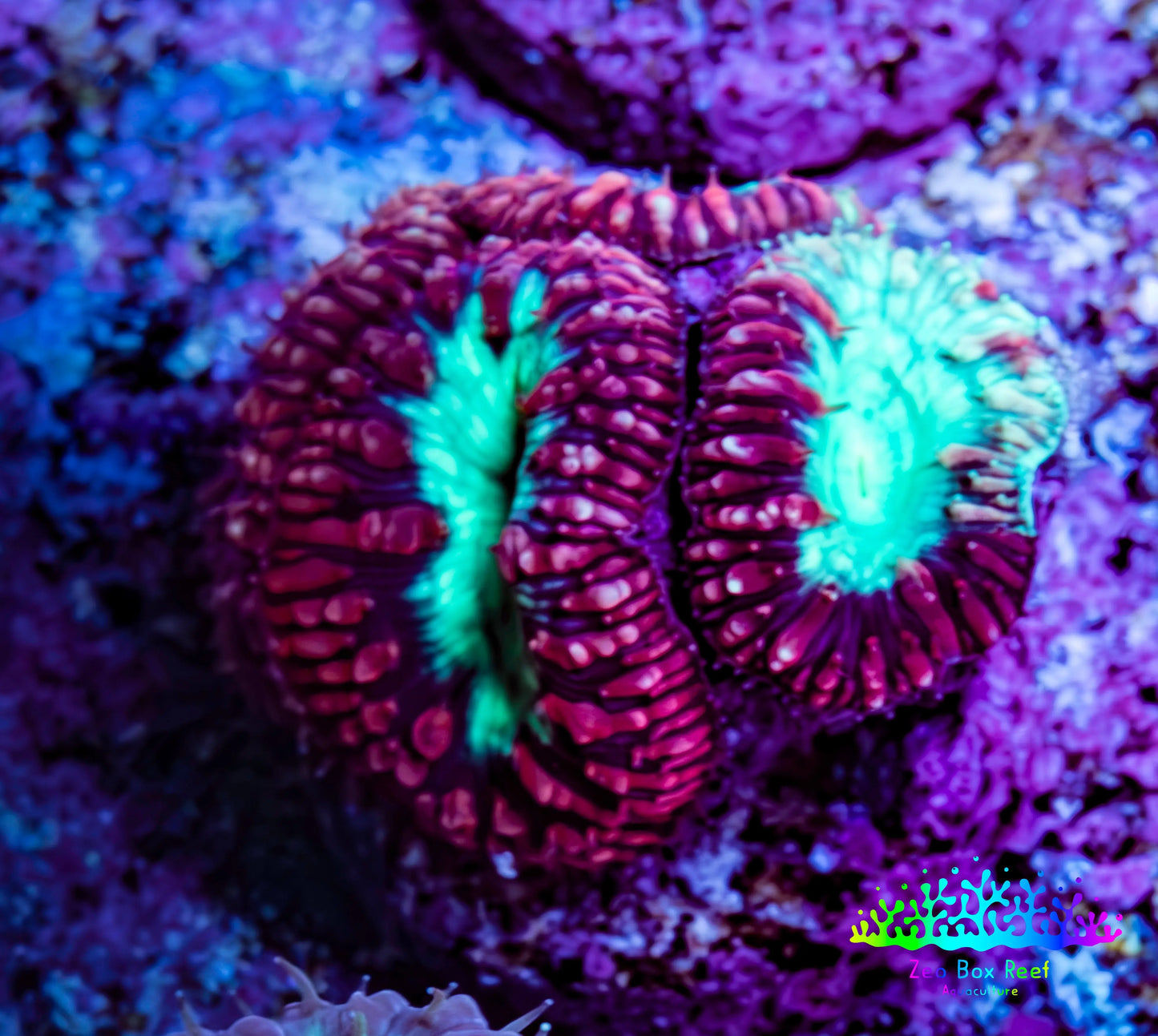Ultra Blastomussa Wellsi Coral Frag WYSIWYG A2R4B2 Ultra Blastomussa Wellsi Coral Frag WYSIWYG A2R4B2 LPS Ultra Blastomussa Wellsi Coral Frag WYSIWYG A2R4B2 Zeo Box Reef