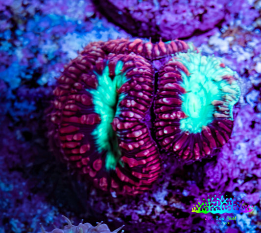 Ultra Blastomussa Wellsi Coral Frag WYSIWYG A2R4B2 Ultra Blastomussa Wellsi Coral Frag WYSIWYG A2R4B2 LPS Ultra Blastomussa Wellsi Coral Frag WYSIWYG A2R4B2 Zeo Box Reef