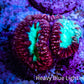 Ultra Blastomussa Wellsi Coral Frag WYSIWYG A2R4B2 Ultra Blastomussa Wellsi Coral Frag WYSIWYG A2R4B2 LPS Ultra Blastomussa Wellsi Coral Frag WYSIWYG A2R4B2 Zeo Box Reef