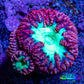 Ultra Blastomussa Wellsi Coral Frag WYSIWYG A2R4B2 Ultra Blastomussa Wellsi Coral Frag WYSIWYG A2R4B2 LPS Ultra Blastomussa Wellsi Coral Frag WYSIWYG A2R4B2 Zeo Box Reef