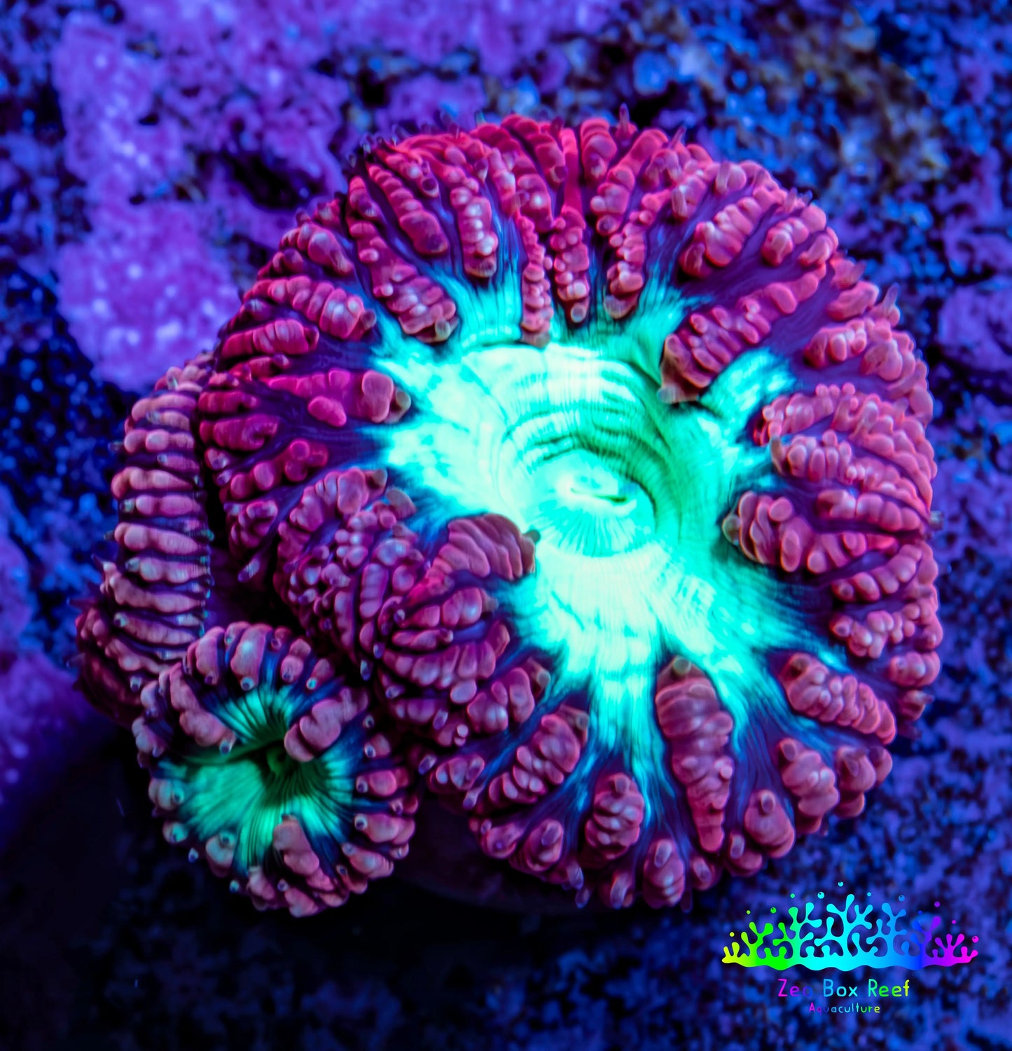 Ultra Blastomussa Wellsi Coral Frag WYSIWYG A2R4B2 Ultra Blastomussa Wellsi Coral Frag WYSIWYG A2R4B2 LPS Ultra Blastomussa Wellsi Coral Frag WYSIWYG A2R4B2 Zeo Box Reef