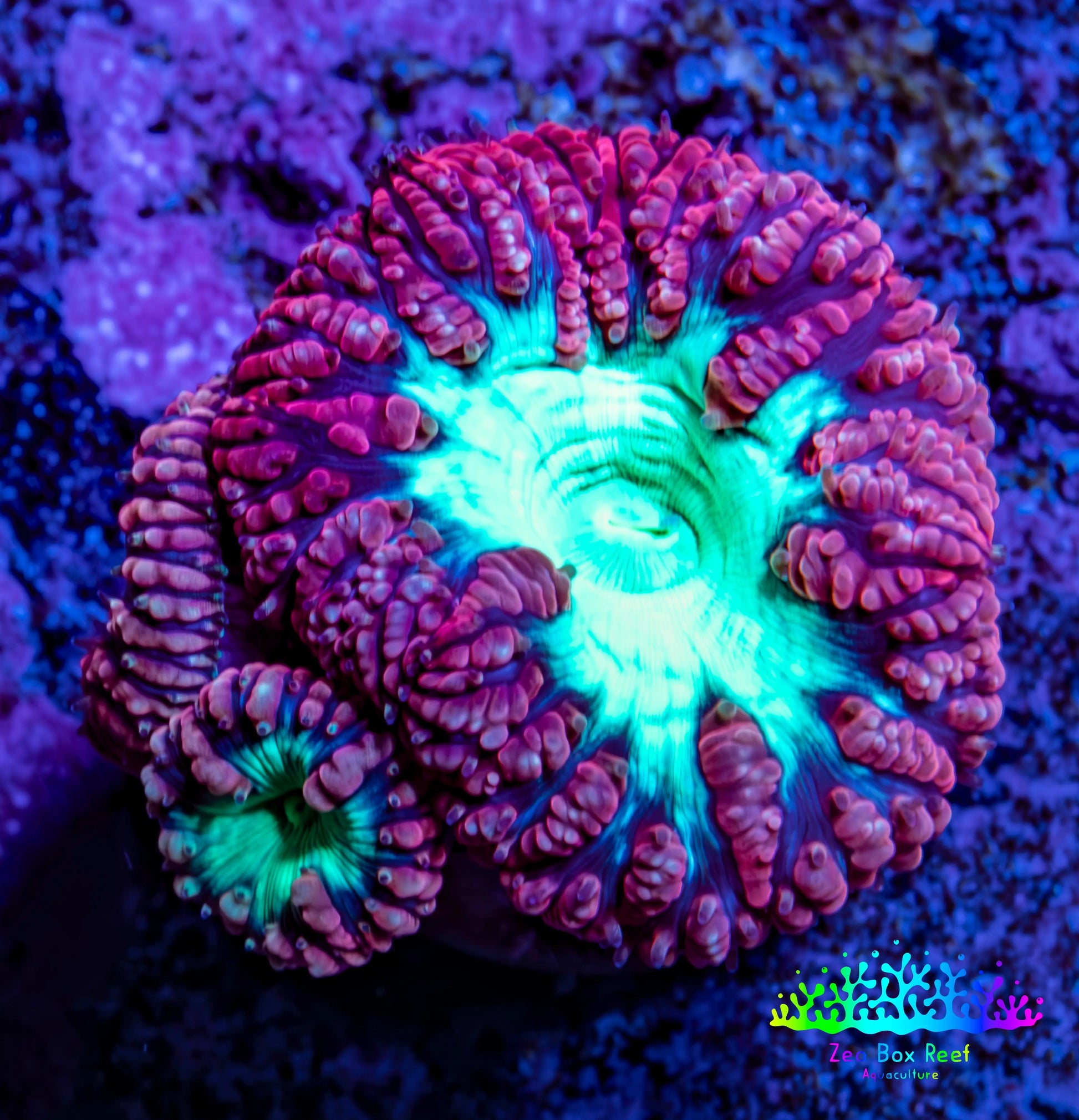Ultra Blastomussa Wellsi Coral Frag WYSIWYG A2R4B2 Ultra Blastomussa Wellsi Coral Frag WYSIWYG A2R4B2 LPS Ultra Blastomussa Wellsi Coral Frag WYSIWYG A2R4B2 Zeo Box Reef
