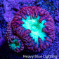Ultra Blastomussa Wellsi Coral Frag WYSIWYG A2R4B2 Ultra Blastomussa Wellsi Coral Frag WYSIWYG A2R4B2 LPS Ultra Blastomussa Wellsi Coral Frag WYSIWYG A2R4B2 Zeo Box Reef