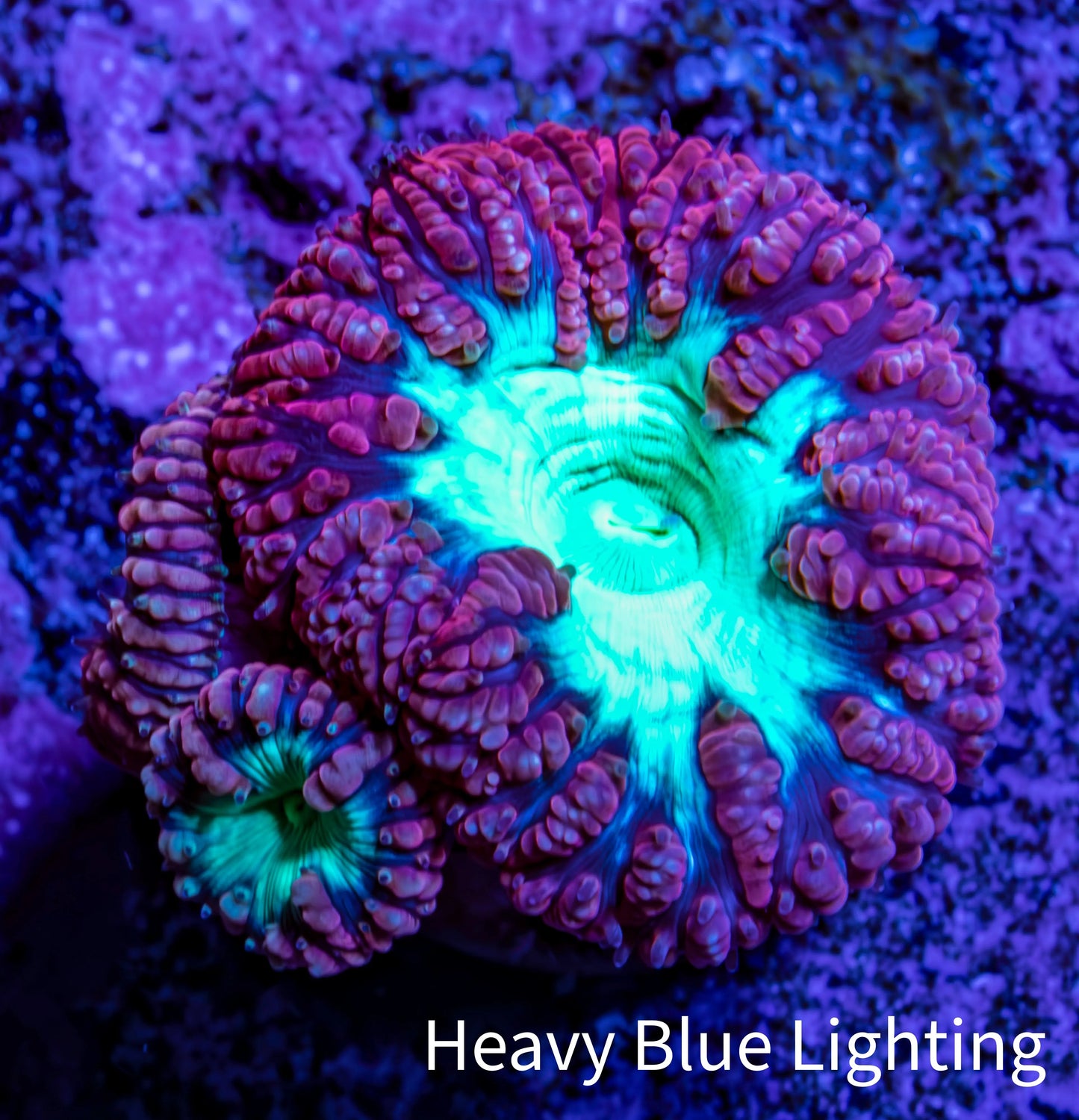 Ultra Blastomussa Wellsi Coral Frag WYSIWYG A2R4B2 Ultra Blastomussa Wellsi Coral Frag WYSIWYG A2R4B2 LPS Ultra Blastomussa Wellsi Coral Frag WYSIWYG A2R4B2 Zeo Box Reef