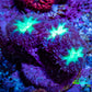 Ultra Blastomussa Wellsi Coral Frag WYSIWYG A3R4B2 Ultra Blastomussa Wellsi Coral Frag WYSIWYG A3R4B2 LPS Ultra Blastomussa Wellsi Coral Frag WYSIWYG A3R4B2 Zeo Box Reef