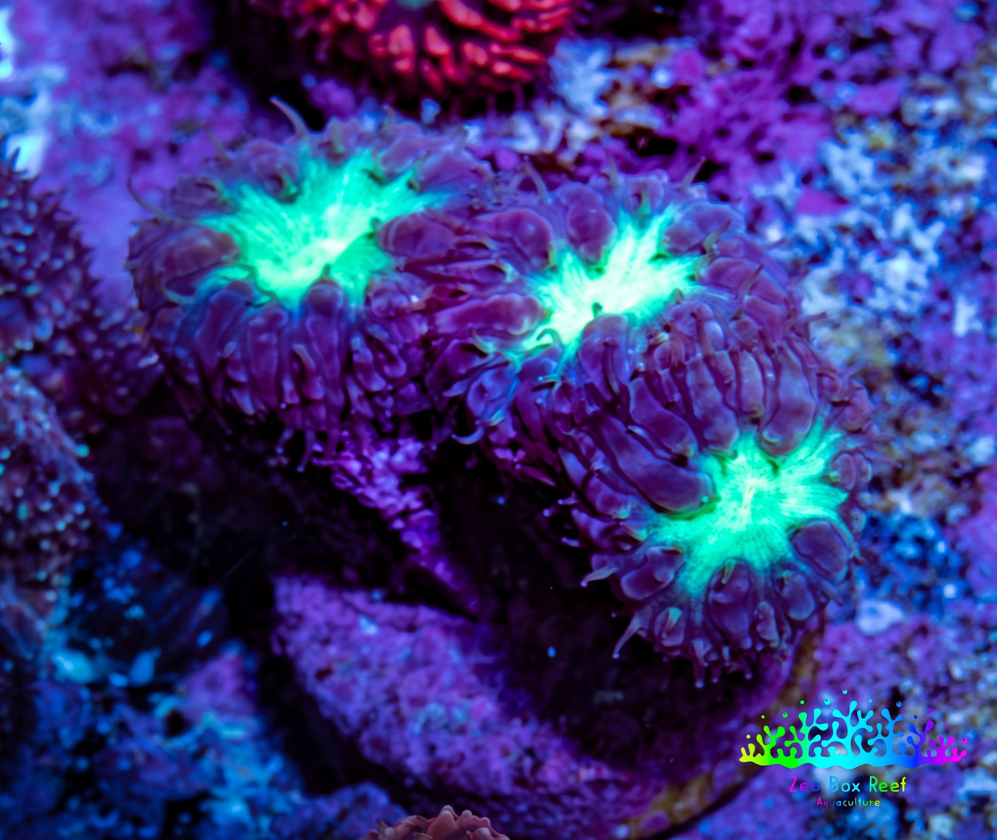 Ultra Blastomussa Wellsi Coral Frag WYSIWYG A3R4B2 Ultra Blastomussa Wellsi Coral Frag WYSIWYG A3R4B2 LPS Ultra Blastomussa Wellsi Coral Frag WYSIWYG A3R4B2 Zeo Box Reef