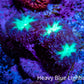 Ultra Blastomussa Wellsi Coral Frag WYSIWYG A3R4B2 Ultra Blastomussa Wellsi Coral Frag WYSIWYG A3R4B2 LPS Ultra Blastomussa Wellsi Coral Frag WYSIWYG A3R4B2 Zeo Box Reef