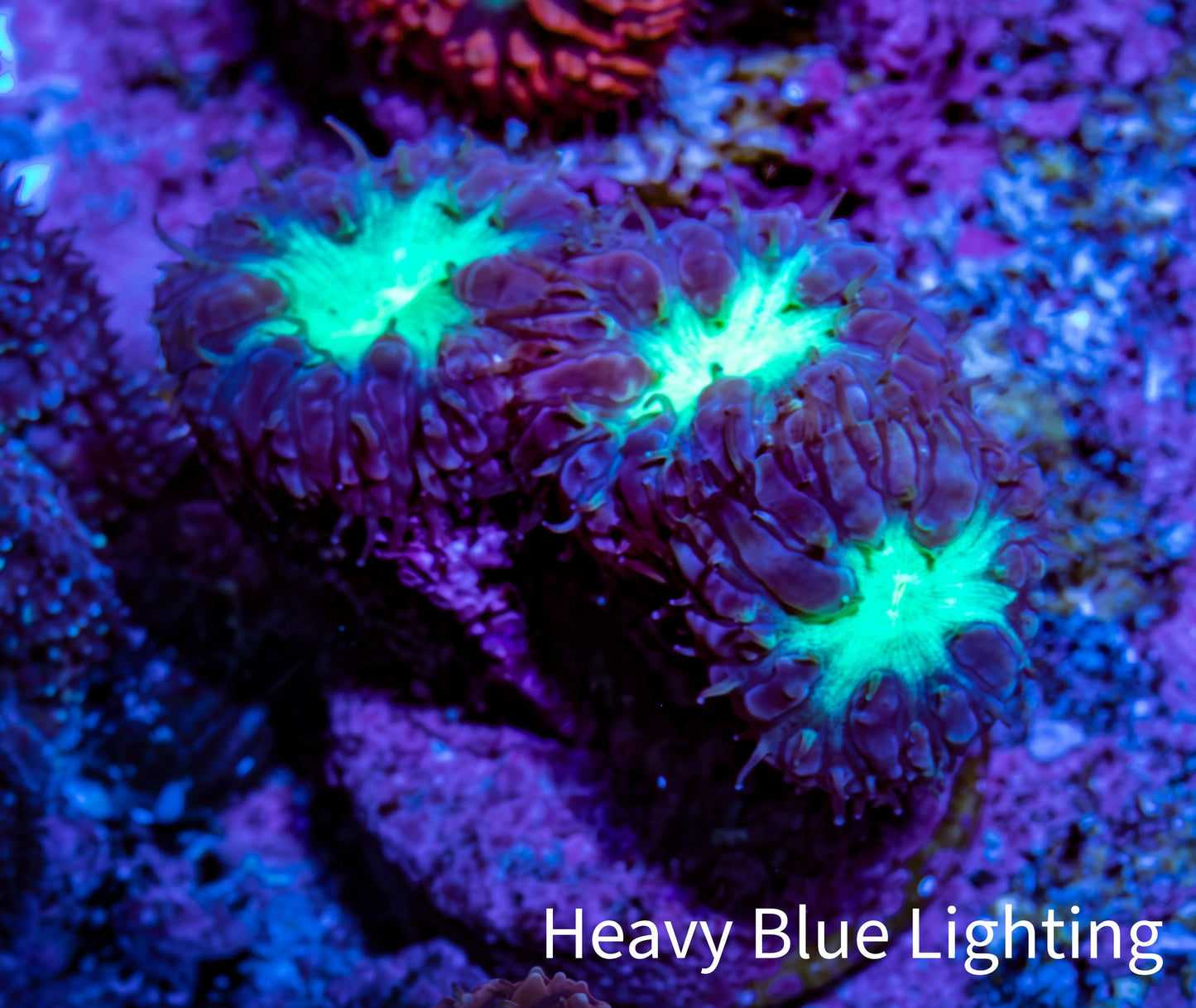 Ultra Blastomussa Wellsi Coral Frag WYSIWYG A3R4B2 Ultra Blastomussa Wellsi Coral Frag WYSIWYG A3R4B2 LPS Ultra Blastomussa Wellsi Coral Frag WYSIWYG A3R4B2 Zeo Box Reef