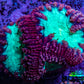 Ultra Blastomussa Wellsi Coral Frag WYSIWYG B1R4B2 Ultra Blastomussa Wellsi Coral Frag WYSIWYG B1R4B2 LPS Ultra Blastomussa Wellsi Coral Frag WYSIWYG B1R4B2 Zeo Box Reef