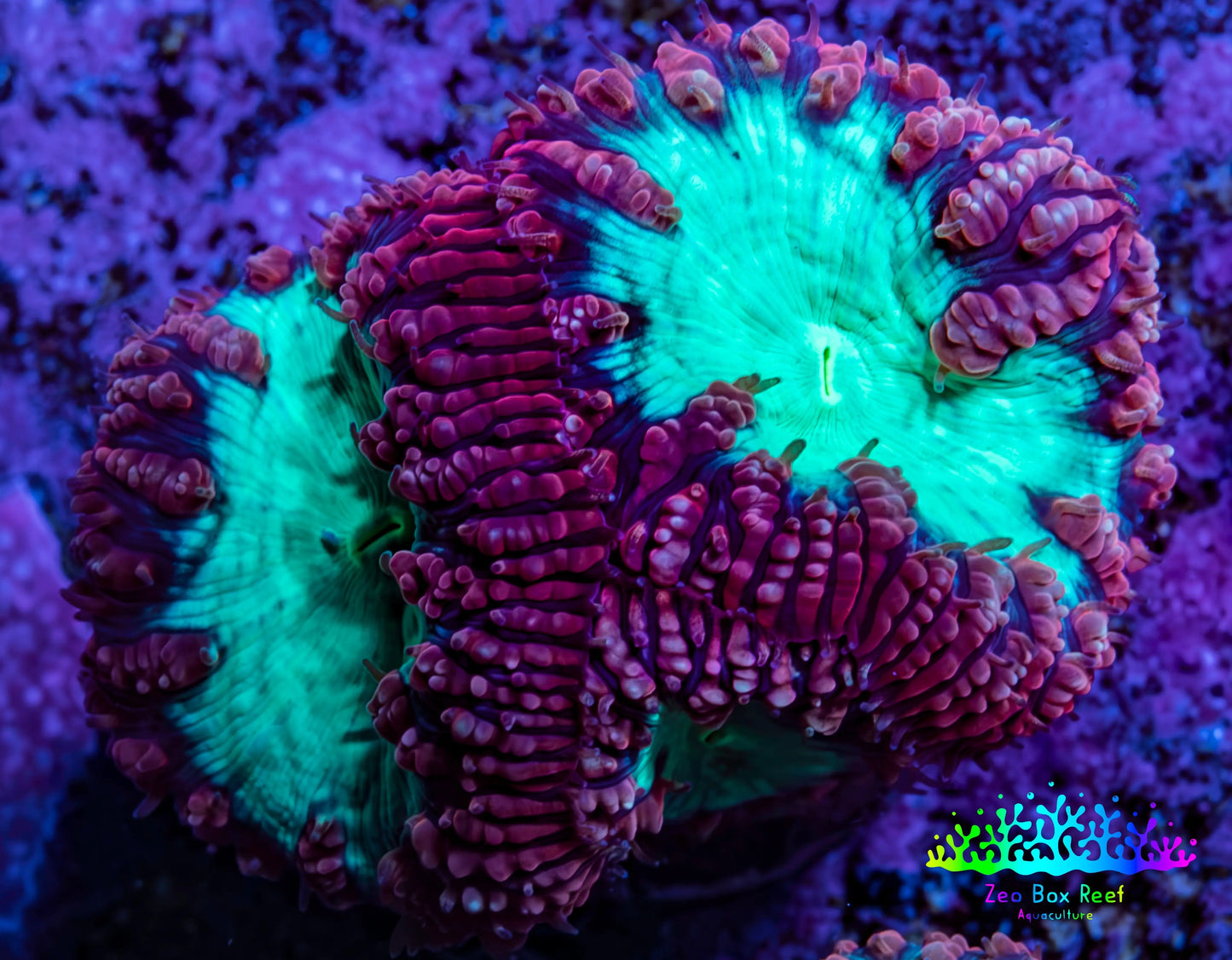 Ultra Blastomussa Wellsi Coral Frag WYSIWYG B1R4B2 Ultra Blastomussa Wellsi Coral Frag WYSIWYG B1R4B2 LPS Ultra Blastomussa Wellsi Coral Frag WYSIWYG B1R4B2 Zeo Box Reef
