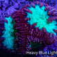 Ultra Blastomussa Wellsi Coral Frag WYSIWYG B1R4B2 Ultra Blastomussa Wellsi Coral Frag WYSIWYG B1R4B2 LPS Ultra Blastomussa Wellsi Coral Frag WYSIWYG B1R4B2 Zeo Box Reef