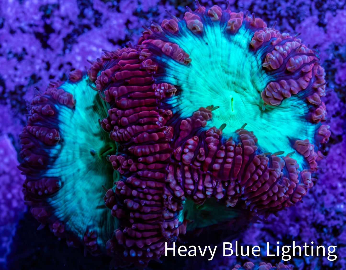 Ultra Blastomussa Wellsi Coral Frag WYSIWYG B1R4B2 Ultra Blastomussa Wellsi Coral Frag WYSIWYG B1R4B2 LPS Ultra Blastomussa Wellsi Coral Frag WYSIWYG B1R4B2 Zeo Box Reef