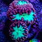 Ultra Blastomussa Wellsi Coral Frag WYSIWYG B2R4B2 Ultra Blastomussa Wellsi Coral Frag WYSIWYG B2R4B2 LPS Ultra Blastomussa Wellsi Coral Frag WYSIWYG B2R4B2 Zeo Box Reef