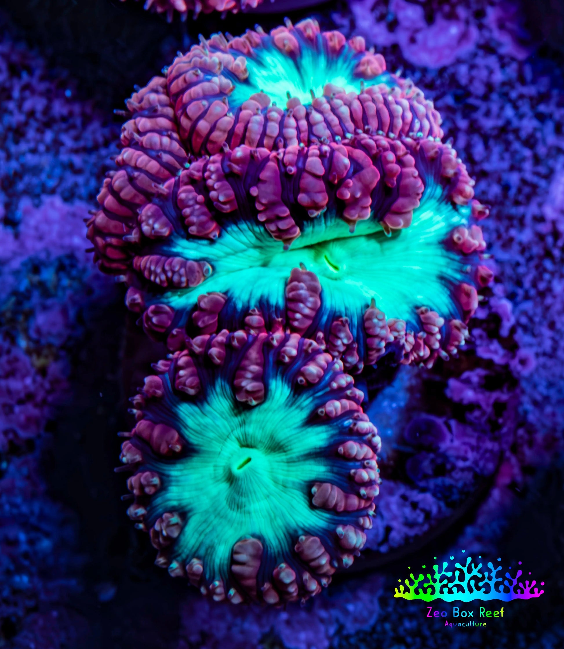Ultra Blastomussa Wellsi Coral Frag WYSIWYG B2R4B2 Ultra Blastomussa Wellsi Coral Frag WYSIWYG B2R4B2 LPS Ultra Blastomussa Wellsi Coral Frag WYSIWYG B2R4B2 Zeo Box Reef