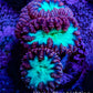 Ultra Blastomussa Wellsi Coral Frag WYSIWYG B2R4B2 Ultra Blastomussa Wellsi Coral Frag WYSIWYG B2R4B2 LPS Ultra Blastomussa Wellsi Coral Frag WYSIWYG B2R4B2 Zeo Box Reef