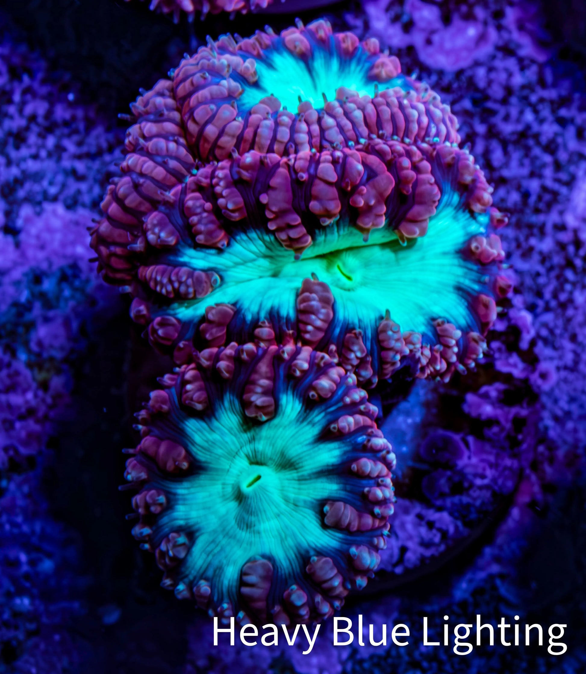 Ultra Blastomussa Wellsi Coral Frag WYSIWYG B2R4B2 Ultra Blastomussa Wellsi Coral Frag WYSIWYG B2R4B2 LPS Ultra Blastomussa Wellsi Coral Frag WYSIWYG B2R4B2 Zeo Box Reef