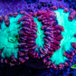 Ultra Blastomussa Wellsi Coral Frag WYSIWYG B3R4B2 Ultra Blastomussa Wellsi Coral Frag WYSIWYG B3R4B2 LPS Ultra Blastomussa Wellsi Coral Frag WYSIWYG B3R4B2 Zeo Box Reef
