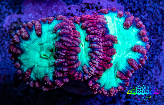 Ultra Blastomussa Wellsi Coral Frag WYSIWYG B3R4B2 Ultra Blastomussa Wellsi Coral Frag WYSIWYG B3R4B2 LPS Ultra Blastomussa Wellsi Coral Frag WYSIWYG B3R4B2 Zeo Box Reef