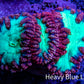 Ultra Blastomussa Wellsi Coral Frag WYSIWYG B3R4B2 Ultra Blastomussa Wellsi Coral Frag WYSIWYG B3R4B2 LPS Ultra Blastomussa Wellsi Coral Frag WYSIWYG B3R4B2 Zeo Box Reef