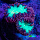 Ultra Blastomussa Wellsi Coral Frag WYSIWYG E8R4B2 Ultra Blastomussa Wellsi Coral Frag WYSIWYG E8R4B2 LPS Ultra Blastomussa Wellsi Coral Frag WYSIWYG E8R4B2 Zeo Box Reef