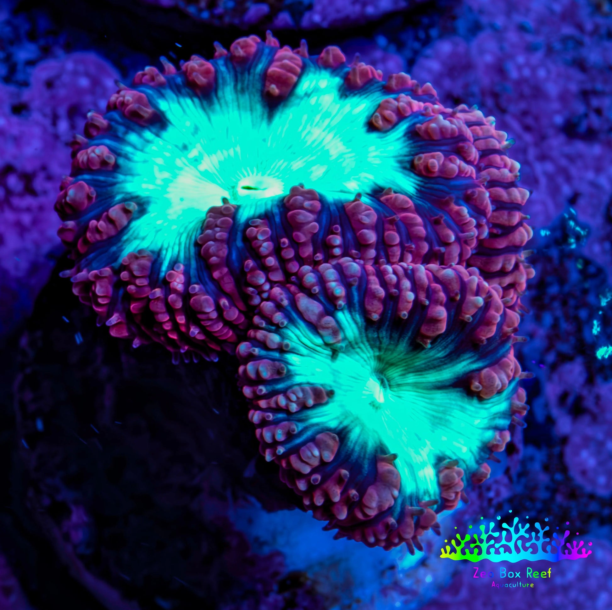 Ultra Blastomussa Wellsi Coral Frag WYSIWYG E8R4B2 Ultra Blastomussa Wellsi Coral Frag WYSIWYG E8R4B2 LPS Ultra Blastomussa Wellsi Coral Frag WYSIWYG E8R4B2 Zeo Box Reef