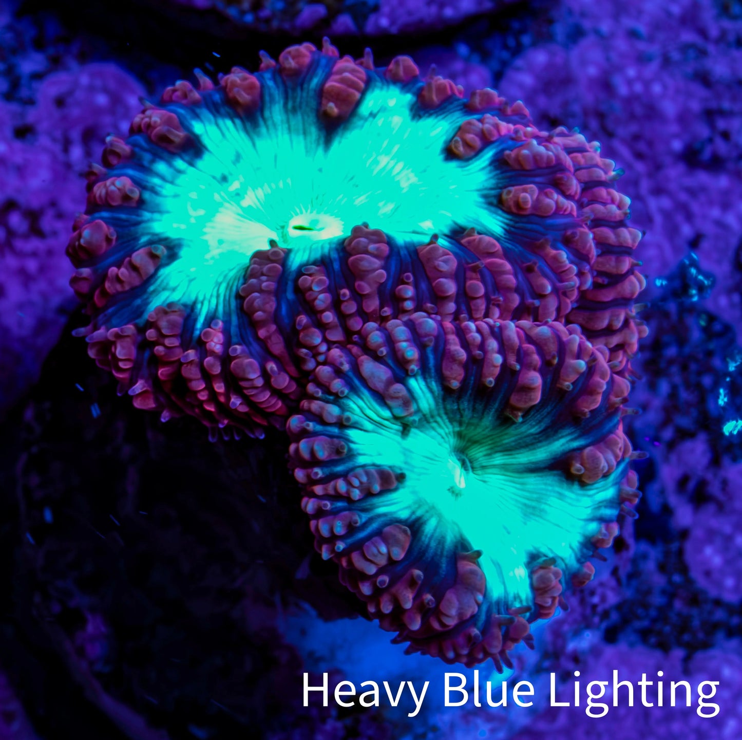 Ultra Blastomussa Wellsi Coral Frag WYSIWYG E8R4B2 Ultra Blastomussa Wellsi Coral Frag WYSIWYG E8R4B2 LPS Ultra Blastomussa Wellsi Coral Frag WYSIWYG E8R4B2 Zeo Box Reef