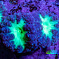 Ultra Blastomussa Wellsi Coral Frag WYSIWYG F10R4B2 Ultra Blastomussa Wellsi Coral Frag WYSIWYG F10R4B2 LPS Ultra Blastomussa Wellsi Coral Frag WYSIWYG F10R4B2 Zeo Box Reef