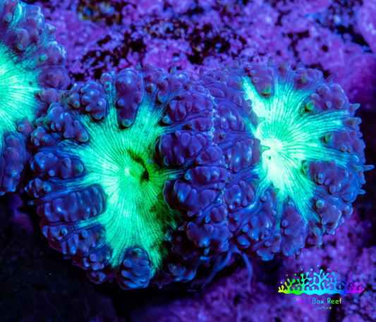 Ultra Blastomussa Wellsi Coral Frag WYSIWYG F10R4B2 Ultra Blastomussa Wellsi Coral Frag WYSIWYG F10R4B2 LPS Ultra Blastomussa Wellsi Coral Frag WYSIWYG F10R4B2 Zeo Box Reef