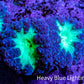 Ultra Blastomussa Wellsi Coral Frag WYSIWYG F10R4B2 Ultra Blastomussa Wellsi Coral Frag WYSIWYG F10R4B2 LPS Ultra Blastomussa Wellsi Coral Frag WYSIWYG F10R4B2 Zeo Box Reef