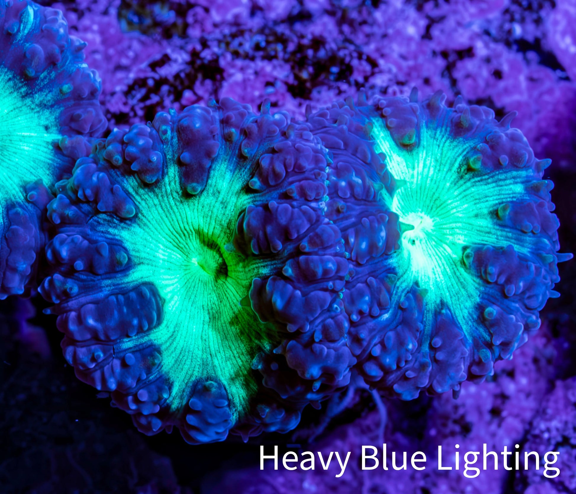Ultra Blastomussa Wellsi Coral Frag WYSIWYG F10R4B2 Ultra Blastomussa Wellsi Coral Frag WYSIWYG F10R4B2 LPS Ultra Blastomussa Wellsi Coral Frag WYSIWYG F10R4B2 Zeo Box Reef