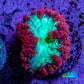 Ultra Blastomussa Wellsi Coral Frag WYSIWYG F11R4B2 Ultra Blastomussa Wellsi Coral Frag WYSIWYG F11R4B2 LPS Ultra Blastomussa Wellsi Coral Frag WYSIWYG F11R4B2 Zeo Box Reef