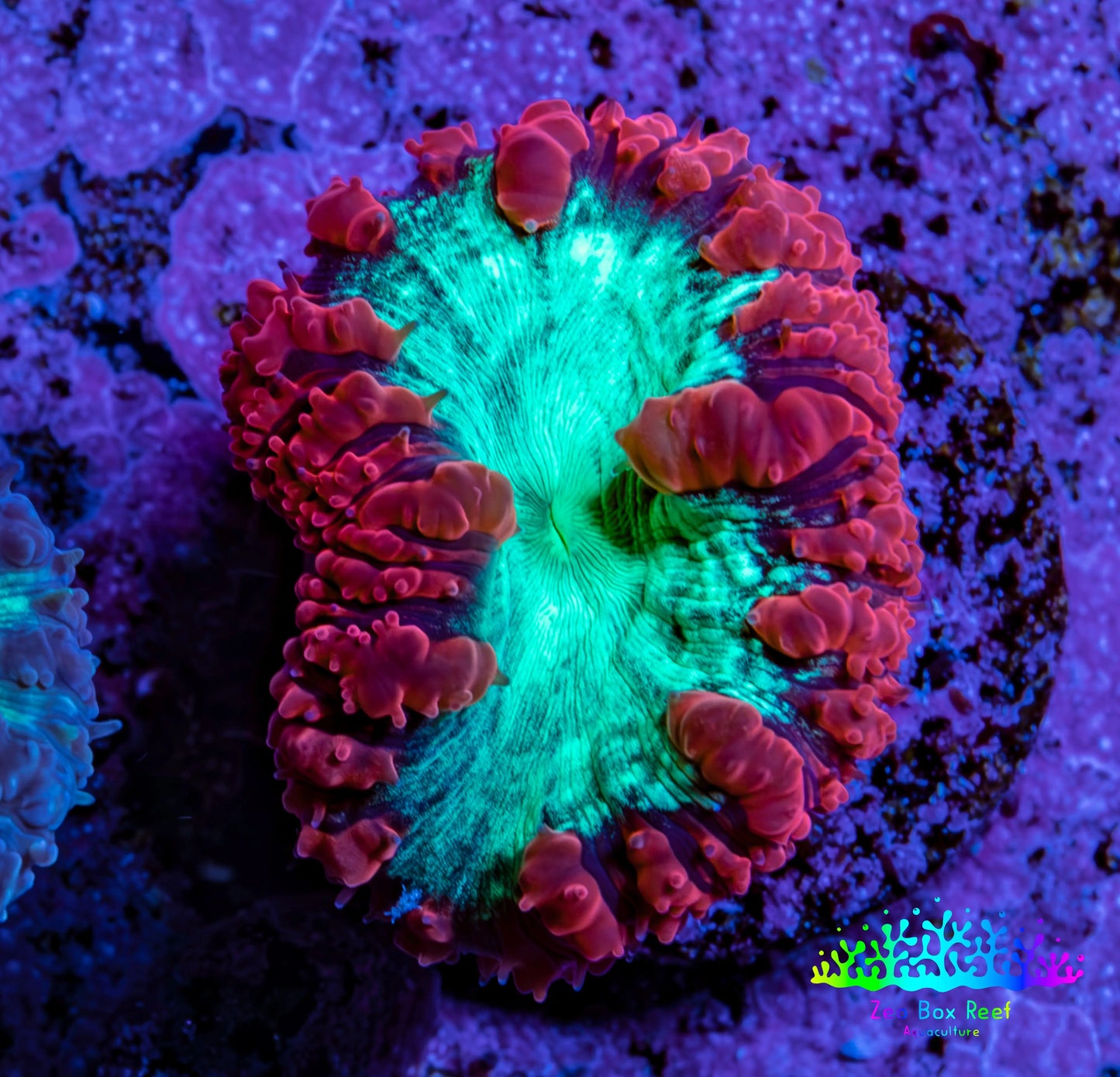 Ultra Blastomussa Wellsi Coral Frag WYSIWYG F11R4B2 Ultra Blastomussa Wellsi Coral Frag WYSIWYG F11R4B2 LPS Ultra Blastomussa Wellsi Coral Frag WYSIWYG F11R4B2 Zeo Box Reef