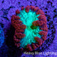 Ultra Blastomussa Wellsi Coral Frag WYSIWYG F11R4B2 Ultra Blastomussa Wellsi Coral Frag WYSIWYG F11R4B2 LPS Ultra Blastomussa Wellsi Coral Frag WYSIWYG F11R4B2 Zeo Box Reef