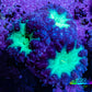 Ultra Blastomussa Wellsi Coral Frag WYSIWYG F7R4B2 Ultra Blastomussa Wellsi Coral Frag WYSIWYG F7R4B2 LPS Ultra Blastomussa Wellsi Coral Frag WYSIWYG F7R4B2 Zeo Box Reef