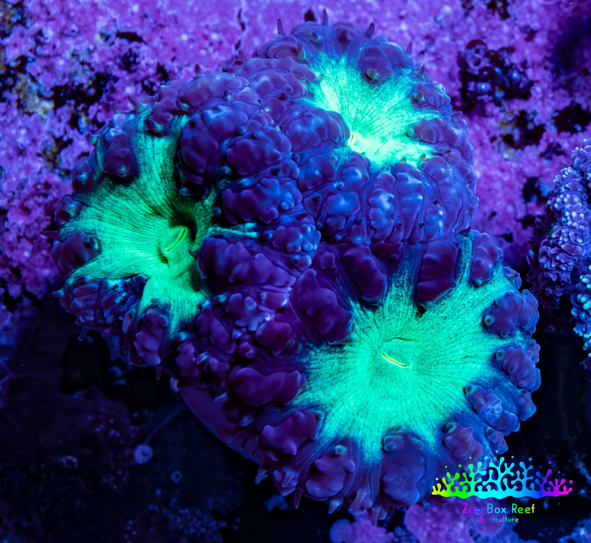 Ultra Blastomussa Wellsi Coral Frag WYSIWYG F7R4B2 Ultra Blastomussa Wellsi Coral Frag WYSIWYG F7R4B2 LPS Ultra Blastomussa Wellsi Coral Frag WYSIWYG F7R4B2 Zeo Box Reef