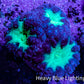 Ultra Blastomussa Wellsi Coral Frag WYSIWYG F7R4B2 Ultra Blastomussa Wellsi Coral Frag WYSIWYG F7R4B2 LPS Ultra Blastomussa Wellsi Coral Frag WYSIWYG F7R4B2 Zeo Box Reef