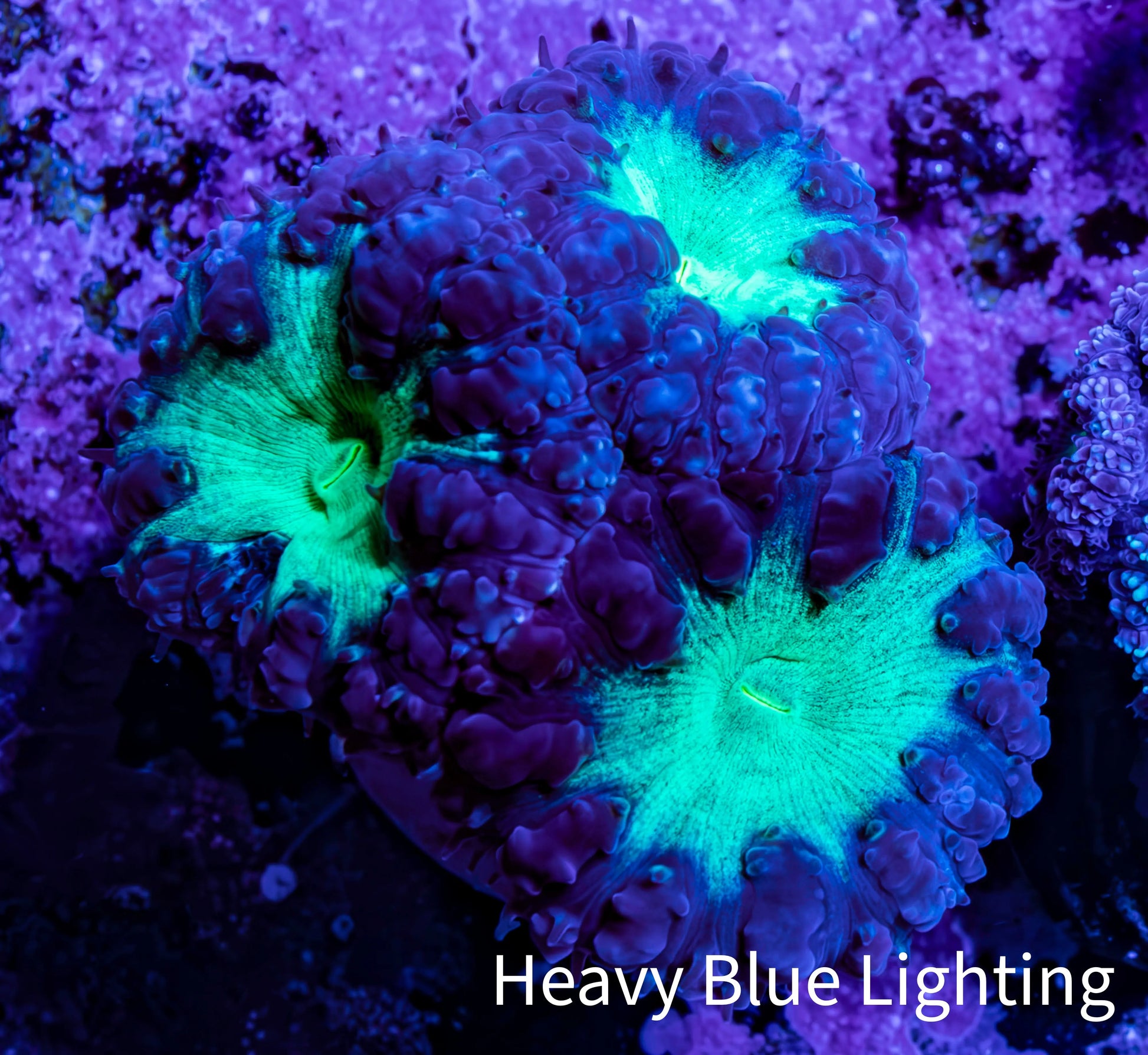 Ultra Blastomussa Wellsi Coral Frag WYSIWYG F7R4B2 Ultra Blastomussa Wellsi Coral Frag WYSIWYG F7R4B2 LPS Ultra Blastomussa Wellsi Coral Frag WYSIWYG F7R4B2 Zeo Box Reef